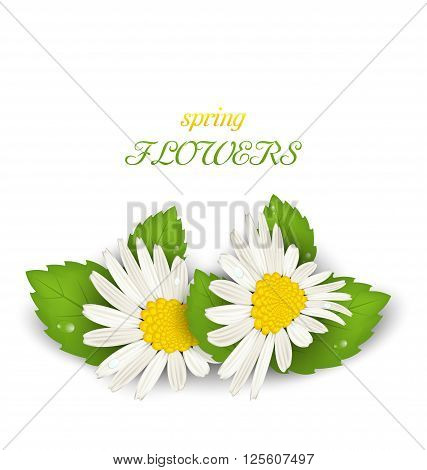 Illustration Camomile Flowers with Shadows on White Background. Spring Flowers - Vector
