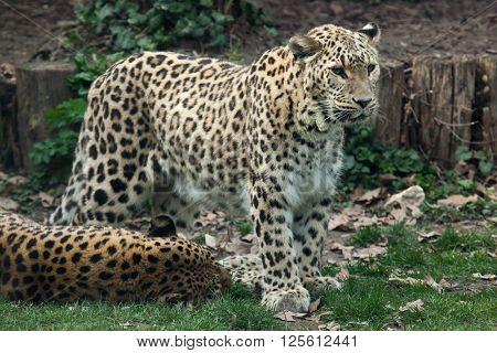 Persian leopard (Panthera pardus saxicolor), also known as the Caucasian leopard.Wild life animal. 
