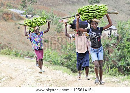 FOND BAPTISTE - FEBRUARY 18, 2016:  Four Haitian women carrying large loads of bananas on their heads.  They're climbing uphill as they're going home from market.
