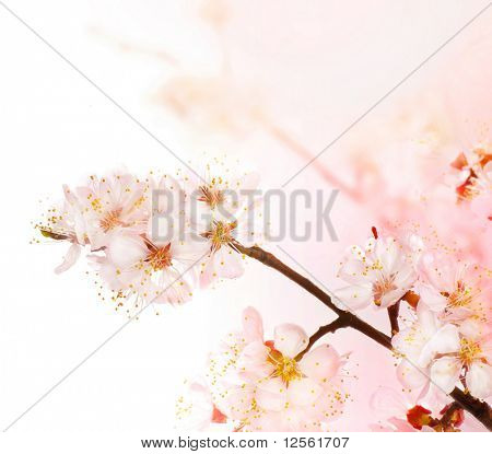 Flores de Primavera