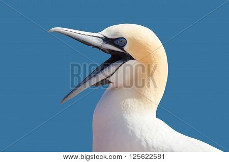 Northern Gannet Sitting On The Nest