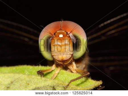 Macro shot of a dragronfly at night