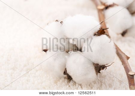 Plante de coton sur une serviette moelleux