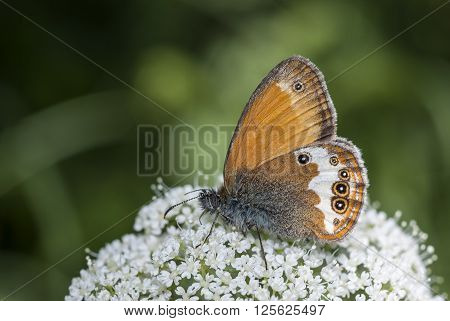 Pearly Heath (Coenonympha arcania) butterfly drinking nectar.