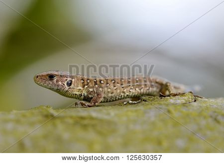Sand lizard (Lacerta agilis) female. Wildlife photo.