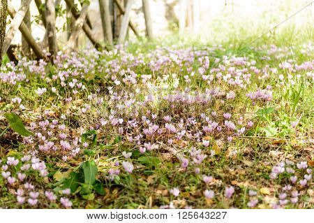 Cyclamens in Sardinia in slightly lit undergrowth. High blurs the edges.