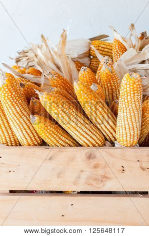 Dried corn in a wooden box in a barn to stock on harvest season