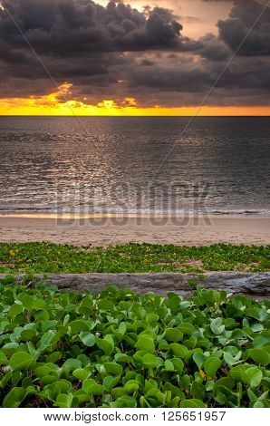 Sunset with log wood on the beach wiht beach morning glory at Naiyang beach Phuket Thailand