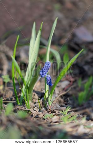 closeup Muscari (grape hyacinth Muscari neglectum) in the garden. small DoF focus put only to flower.
