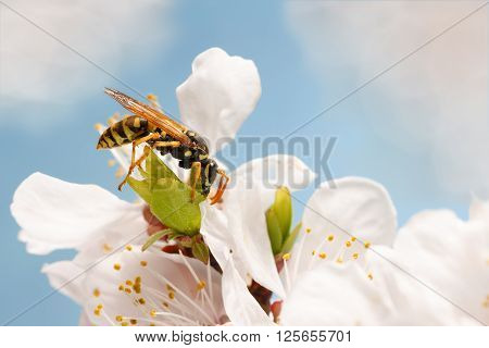 closeup wasp (Polistes dominula) on flowers of apricot early spring on sky background.