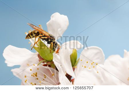 closeup wasp (Polistes dominula) on flowers of apricot early spring on sky background.