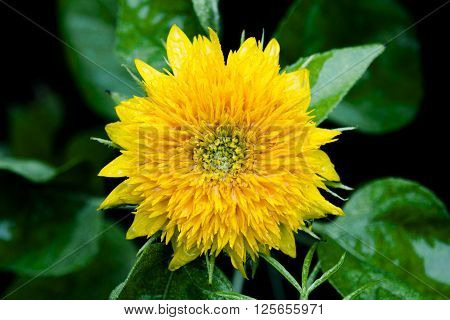 a wet yellow dwarf sunflower close up from the top with green leaves below