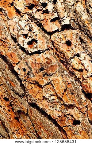 Barck In The Abstract Close Up Of A Tree Color