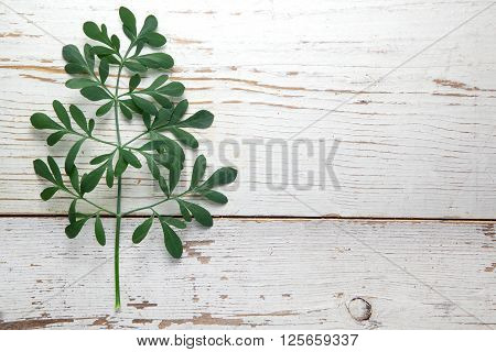 Rue herb plant. Lithuanian traditional plant, a symbol of virginity