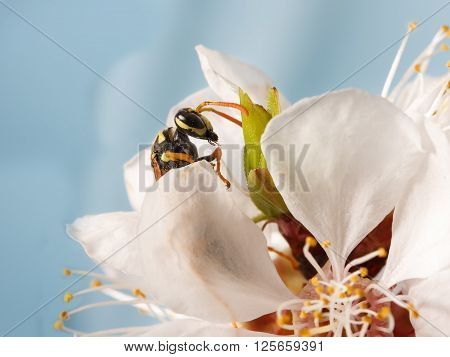 closeup wasp (Polistes dominula) on flowers of apricot early spring on sky background.