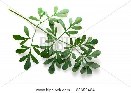 Rue branch isolated on white. Lithuanian traditional plant, a symbol of virginity