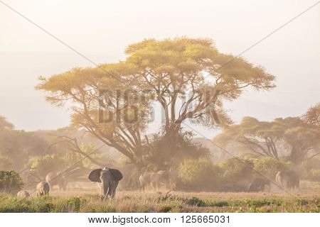 Elephant herd in Amboseli national park in Kenya., Africa.