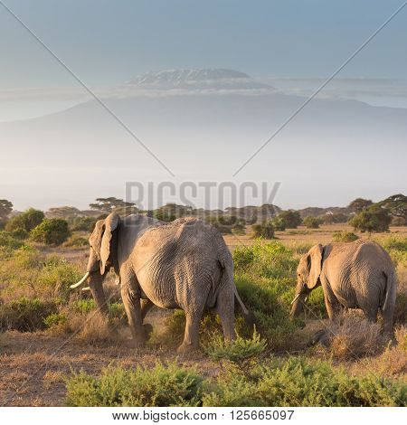 Elephant herd in Amboseli national park in Kenya. Mt. Kilimanjaro in Tanzania can be seen in background.