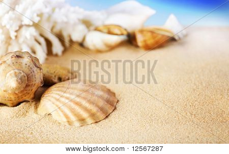 Mořské mušle