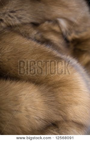 Sable vacht