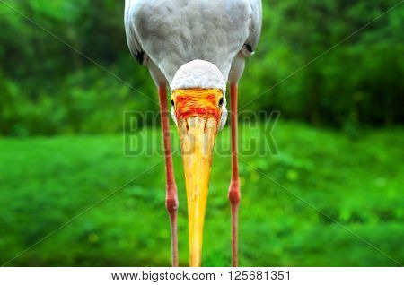 Yellow-billed stork.Mycteria Ibis close up on green background