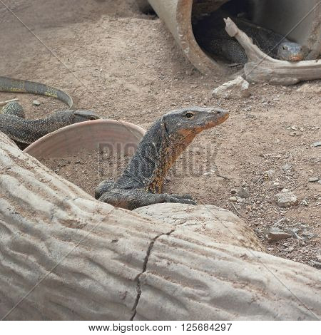 varan or varanus salvator in the nest at thailand