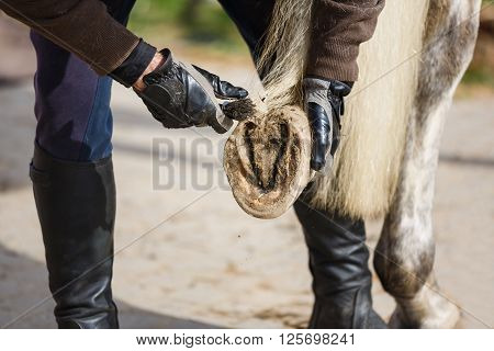 The man cleans a horse's hoof before the training