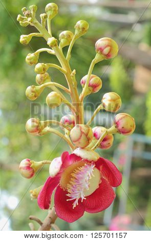 Cannonball Flower Of Cannonball Tree Or Sal Tree