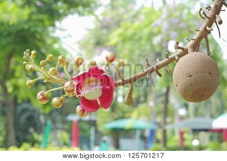 Cannonball Flower Of Cannonball Tree Or Sal Tree