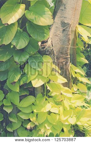 Pothos with sunlight use for background soft focus vintage tone