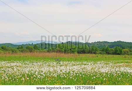Valley of Narcissi in Khust, Ukraine - in may there are dandelions and narcissuses
