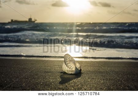 Portuguese man o' war on the sandy beach