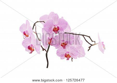 Beautiful orchid flowers. Pink streaked orchid flower isolated on white background.