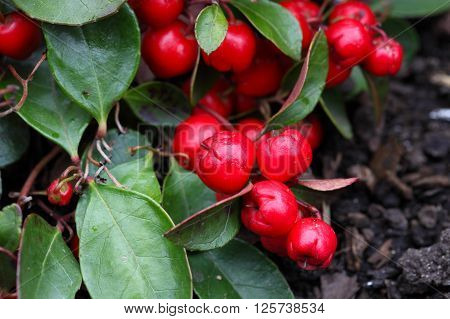 Red berries on a teaberry bush Gaultheria procumbens.