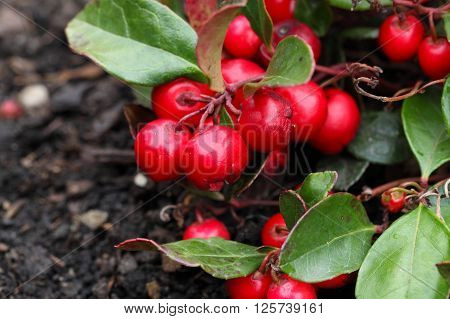 Red berries on a teaberry bush Gaultheria procumbens.
