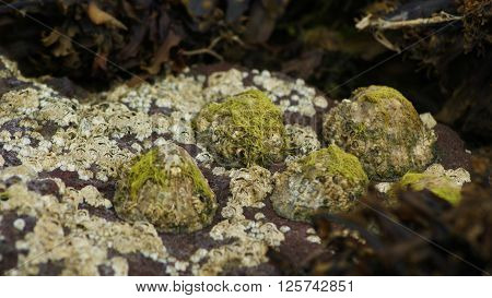 Barnacles and Limpets on a rock with a shallow depth of field