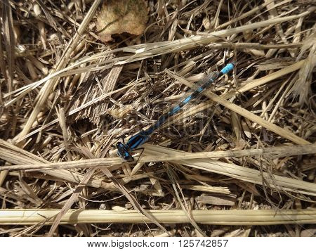A blue damselfly (Zygoptera) with damaged wing at rest on some dried grass