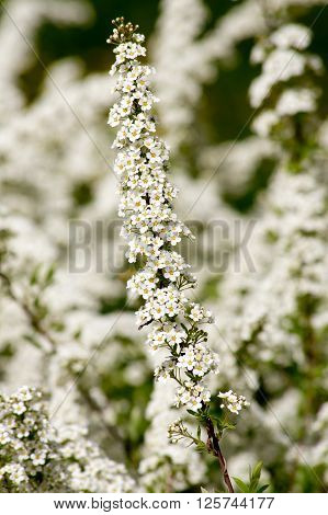 Spirea (Spiraea nipponica) in early spring in the park.