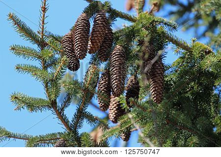 Large pine cones hanging from a tree with a blue sky background.