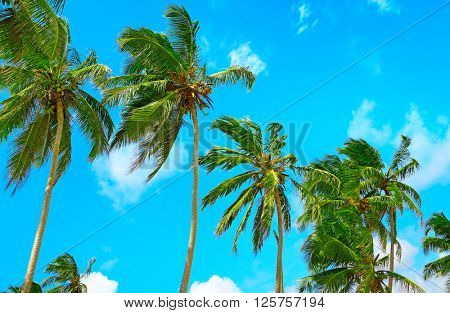high palm on background of blue sky