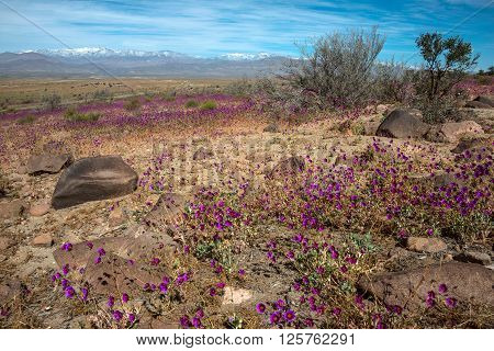 Flowering desert (Spanish: desierto florido) in the Chilean Atacama. The event is related to the El Nino phenomenon
