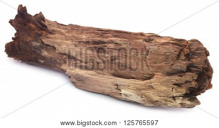 Close up of piece of bogwood over white background