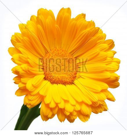 Close up of calendula over white background