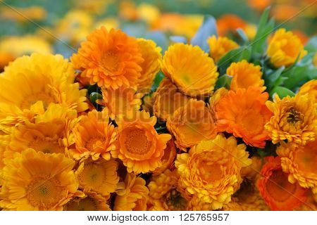 Close up of Large bunch of calendula in field