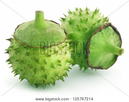 Close up of medicinal Datura fruits over white background