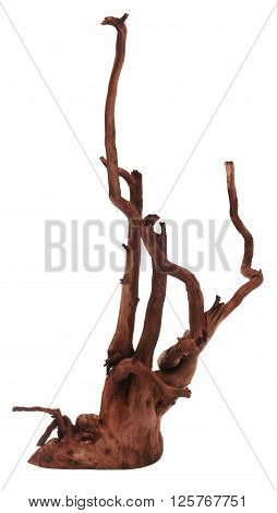 Close up of bogwood over white background