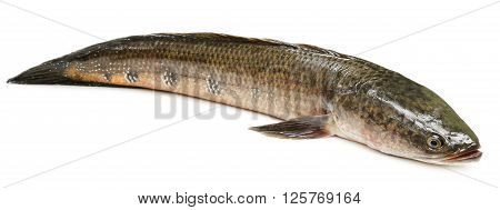 Channa marulius or Giant Snakehead known as gozar fish in Bangladesh