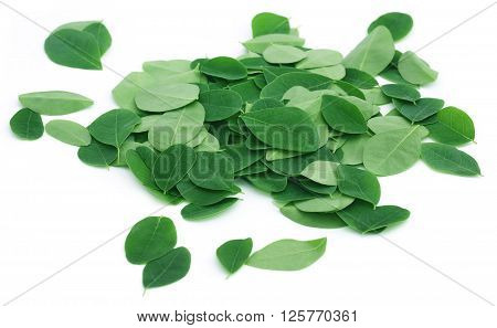 Close up of moringa leaves over white background