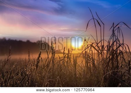 Summer landscape in a meadow and majestic sky on sunrise