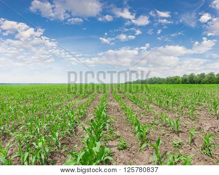 Field with young stalks of maize against the sky with clouds in a spring day